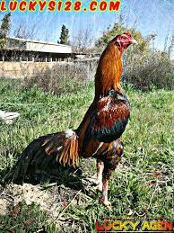 Sabung Ayam Terbaik Ayam Bangkok Merupakan Salah Sau Dari Jenis Ayam Aduan Yang Paling Serign Digunakan Di Dalam Arena Pertandingan La Galos Indios Galo Raca