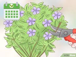 Check spelling or type a new query. How To Plant Vinca Minor 15 Steps With Pictures Wikihow