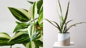 Maybe you would like to learn more about one of these? 18 Fake Plants That Look Just Like The Real Thing