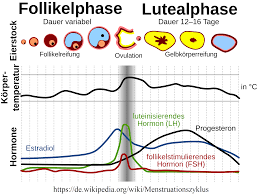 49+ schön foto eisprung wann fruchtbare tage : Eisprung Berechnen Berechnung Der Tage Zyklus Blutiger Ausfluss Test Empfangnis