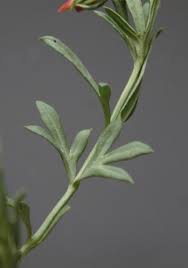 Image result for Menodora heterophylla