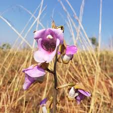 Image result for Eulophia cucullata