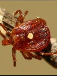 Disease From Tick Bites Spreads As Local Researchers Develop Meat Patients Can Eat Wset