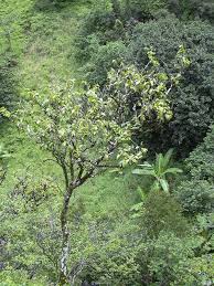 Image result for Antidesma