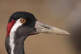 Offers a large selection of gifts, fine stationery and invitations for any occasion. Cranes Short Introduction Kraniche En