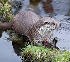 Can otters be good be pets? Otters As Pets Do Otters Make Good Family Pets Pet Blog