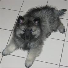 Keeshond Dog Breed Information And Pictures