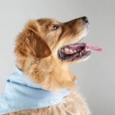 An overview can be found here. Austin Vet Care At Central Park