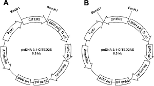 How many chromosomes does humans have? Cited2 Mediated Regulation Of Mmp 1 And Mmp 13 In Human Chondrocytes Under Flow Shear Journal Of Biological Chemistry