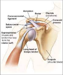 Shoulder impingement is a condition that causes pain and pinching sensation in the shoulder. Anatomical Structure Of Shoulder Impingement Syndrome 34 Download Scientific Diagram