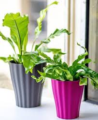Image result for sleziník Asplenium