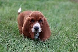 We are rebuilding huggable bassets. Do Basset Hound Puppies Change Color Neeness