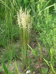 Image result for Koeleria