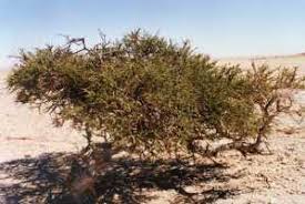 Image result for Boscia foetida