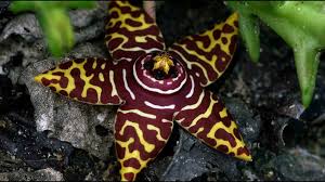 Image result for Dissotis pulchra