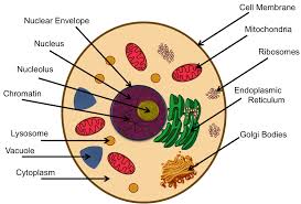 Ask for players' emails to identify them. Animal Cell Easy Drawing With Label Novocom Top