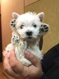 Gorgeous Beautiful Westie Baby Those Tiny Paws Westie Puppies Westie Dogs Dog Breeds