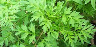 Begini cara membuatnya di rumah. Khasiat Ulam Raja Menu Makan Malam Facebook