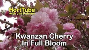 The hardiest of the cherry tree family, the kwanzan heightens springtime each year, welcoming the new season with unmatched color. Details About Kwanzan Cherry Trees Double Pink Flowers Youtube