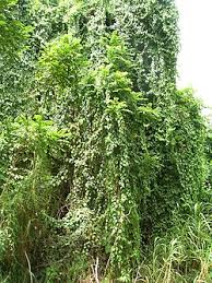 Image result for Cissus