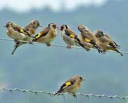 Jilguero Carduelis Carduelis Media Tweets By Jilguerosymas Jilguerosymas Twitter Animals Beautiful Nature Animals Animal Photography