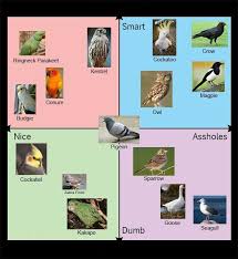 Useful Bird Chart Funny