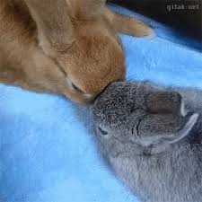 Bunny Kisses Gif Bunny Discover Share Gifs Cute Baby Animals Cute Animals Animals
