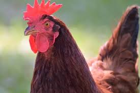 If you are unfamiliar with my paths, welcome! Rhode Island Red Your Ultimate Guide