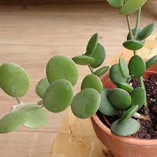 Pin On Succulents