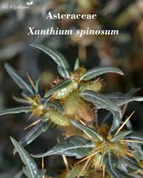 Image result for Xanthium spinosum