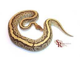 Maybe you would like to learn more about one of these? Jigsaw Morph List World Of Ball Pythons Ball Python Ball Python Morphs Python