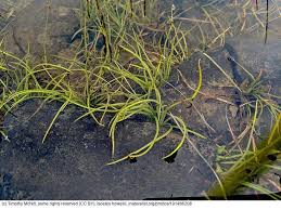 Image result for Isoetes