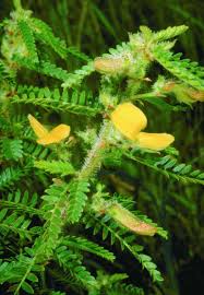 Image result for Kotschya strobilantha