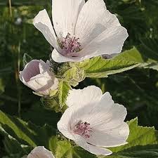Marshmallow is actually the root of the marshmallow plant, which bears the flowers are shaped like those of the common mallow, but are smaller and of a pale color, and are either axillary, or in. Althaea Officinalis Marsh Mallow Wildflower Seed