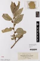 Image result for Ziziphus abyssinica