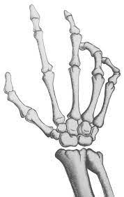 Skeletal Transparent Skeleton Drawings Skeleton Hands Drawing Hand Art Projects