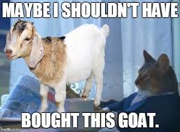 35 Most Funny Goat Meme Pictures And Images