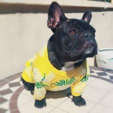 When you decide to buy a french bulldog sweater, you should also think about the quality. Cozy Warm And Colorful Range Of French Bulldog Sweaters