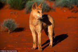 yavru dingo kopek kopek