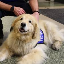 The english cream golden retriever is a golden retriever that is bred to the kc breed standard. Super Fluffy Golden Retriever Off 71 Www Usushimd Com