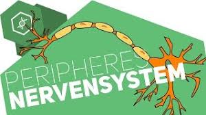 Somatisches nervensystem = steuert die. Peripheres Nervensystem Einfach Erklart Gehe Auf Simpleclub De Go Werde Einserschuler Youtube