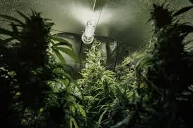 Plants are supremely adapted for doing exactly what they need to do. How To Spot And Treat A Light Burn On Your Cannabis Plants Rqs Blog