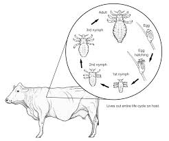 Image result for lice life cycle