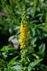 Image result for Agrimonia
