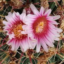San gabriel valley cactus and succulent winter show and sale saturday, january 11 and sunday, january 12, 2020 los angeles county. Los Angeles Cactus And Succulent Society Official Fb Site Home Facebook