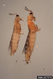 Image result for Onion Thrips