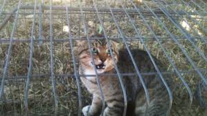 Predator trapping australia, porepunkah, vic. War On Feral Cats Australia Aims To Cull 2 Million