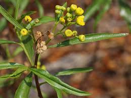 Image result for Psiadia punctulata