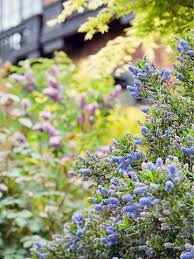Discovering what your planting zone for california is will help you to have a nicer garden. 15 Top Native Plants Of Southern California California Native Plants California Native Garden California Plants