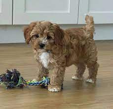 If you have visited us before, and would like to skip straight to our puppy page, click here. Cockapoo Puppies Cockapoo Puppies For Sale Near Me Facebook